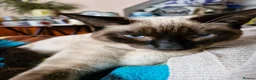 Mixed Breed cats for sale: Beautiful kitten - Advert 1
