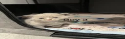 British Shorthair cats for sale: Charming British Shorthair Kittens - Advert 8