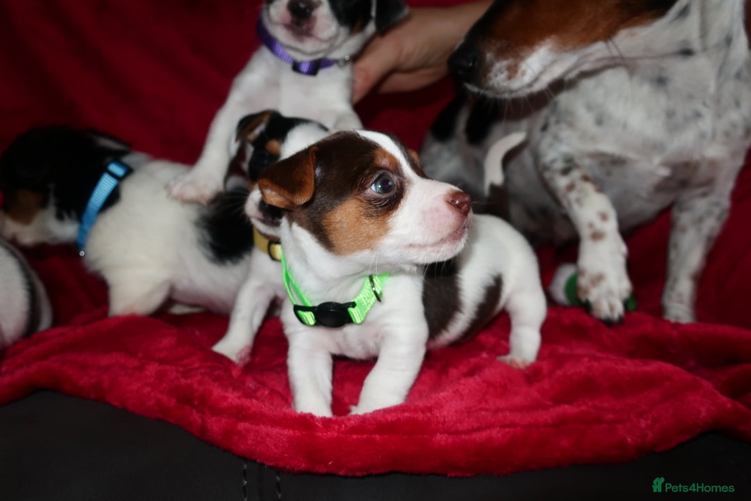 Jack Russell dogs for sale: Five beautiful Jack Russell's - Advert 12