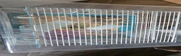 Hamster rodents for sale: dwarf hamster girl 14 weeks  - Advert 5
