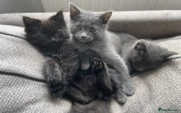 Mixed Breed cats for sale: Ragdoll cross beautiful friendly kittens - Image 8