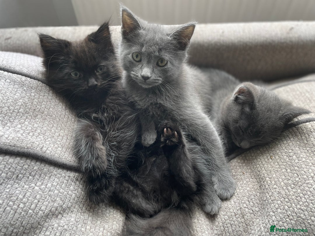 Mixed Breed cats for sale: Ragdoll cross beautiful friendly kittens - Image 8