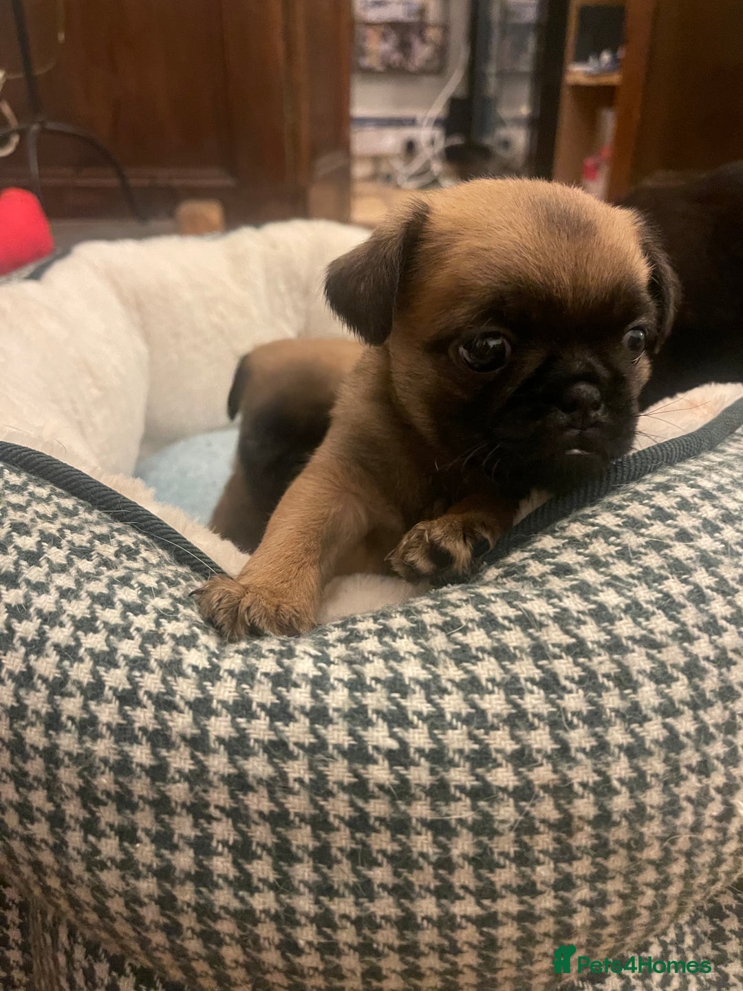 Mixed Breed dogs for sale: Puffin Puppies - Advert 9