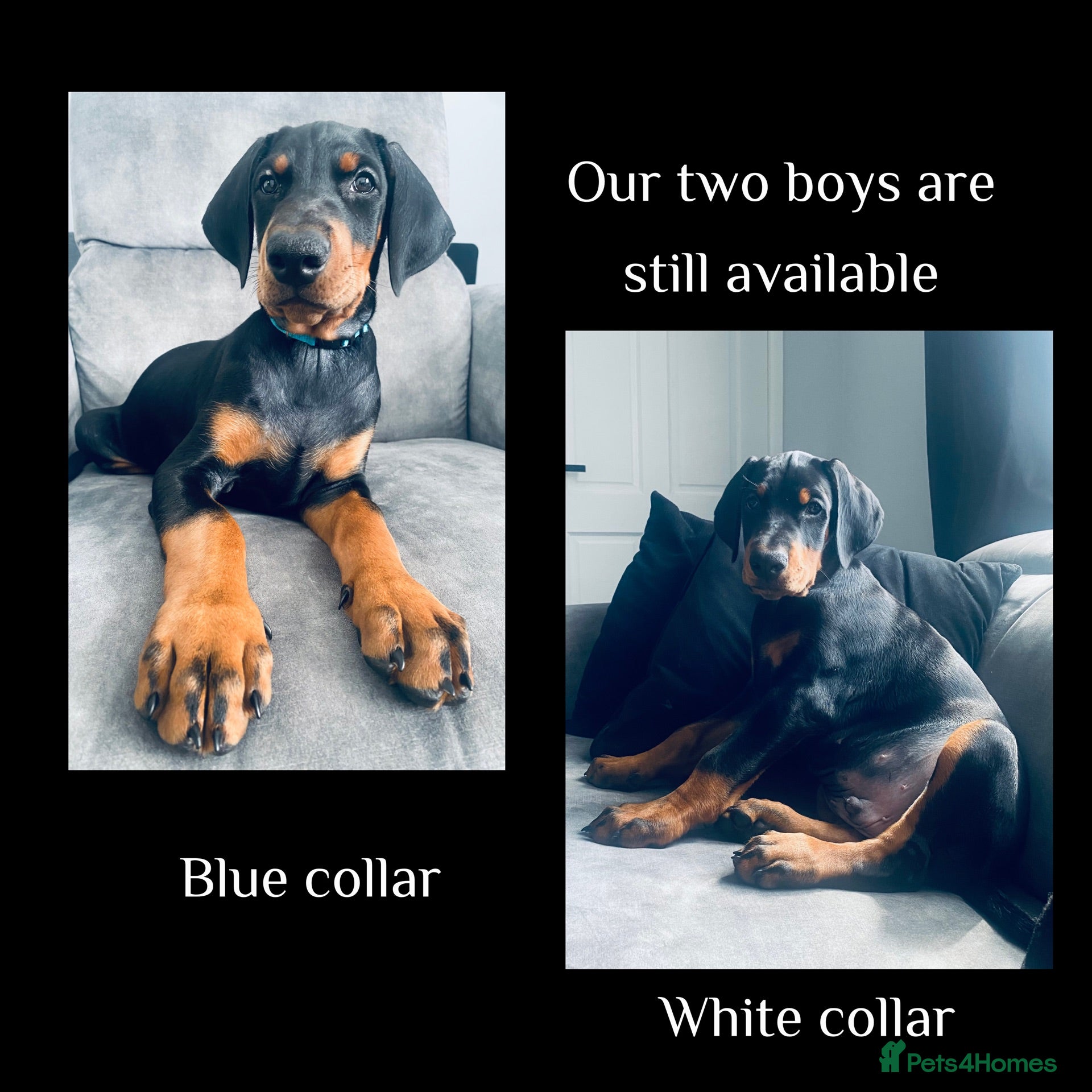 Dobermann dogs KC REGISTERED - DOBERMAN PUPPIES - Advert 5