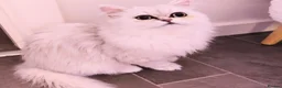 Persian cats for sale: URGENT REHOMING PERSIAN SILVER CHINCHILLA  - Advert 4