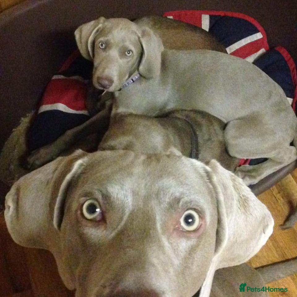 Weimaraner dogs for stud: kc reg - 100% proved exceptional weimaramer stud - Advert 2