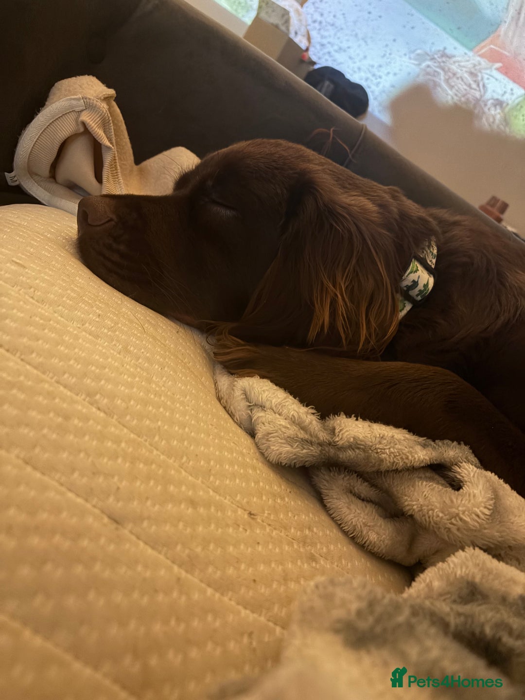 Cockerdor dogs for sale: Labrador x cocker spaniel x poodle male dog - Advert 3