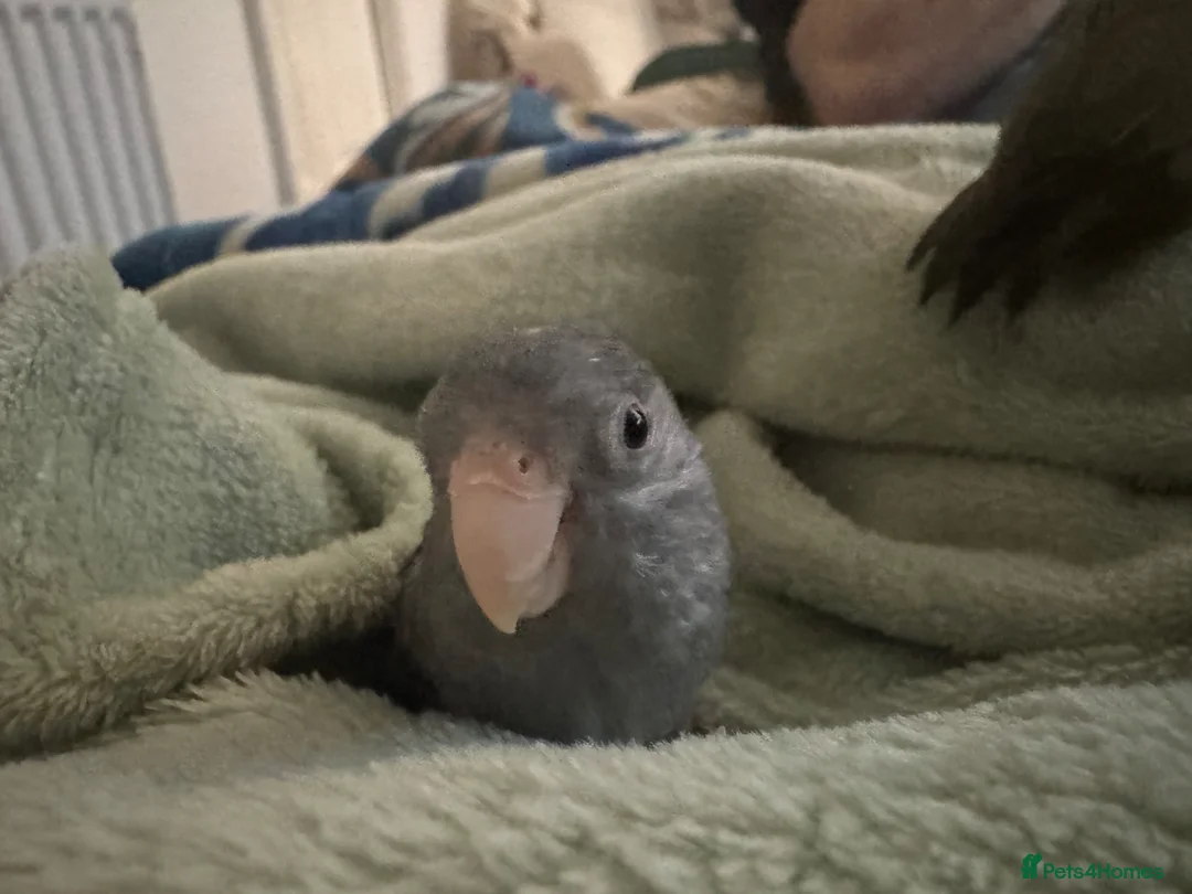Cockatiels birds for sale: Parrotlets lovely couple   - Advert 2