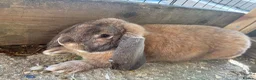 French Lop rabbits for sale: 8 month old Pure French lop buck  - Advert 1