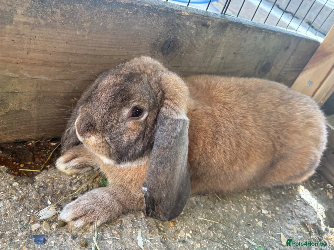French Lop rabbits for sale: 8 month old Pure French lop buck  - Advert 1