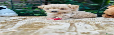 Maltipoo 3