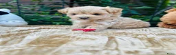 Maltipoo dogs for sale:  **  Maltipoo Puppy – Beautiful Teddy Bear Face - Advert 8