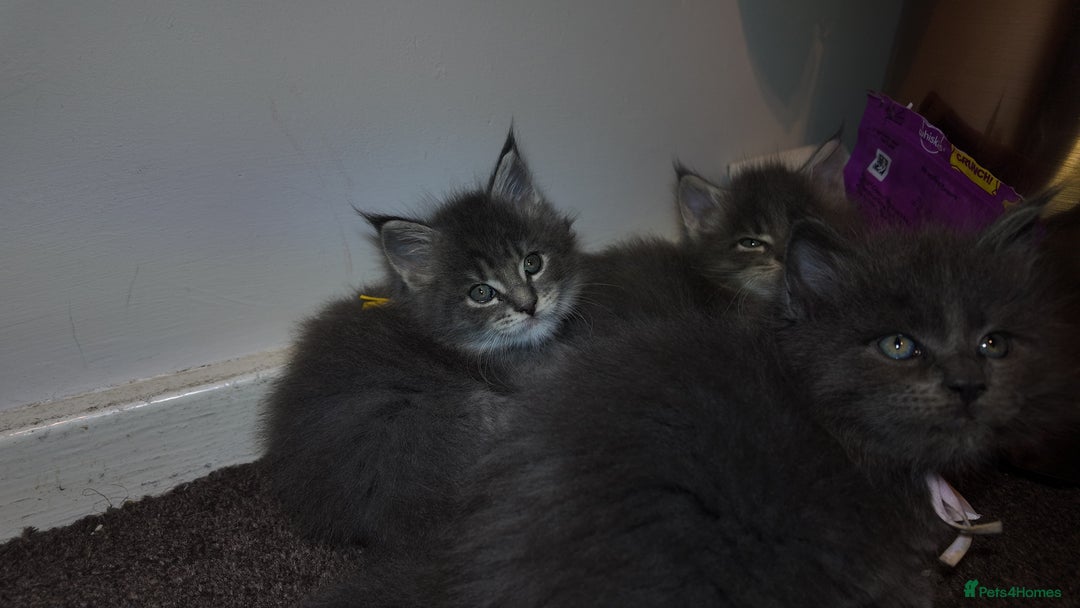 Maine Coon cats for sale: Beautiful Mainecoon Kittens Maine Coon Purebred - Advert 22