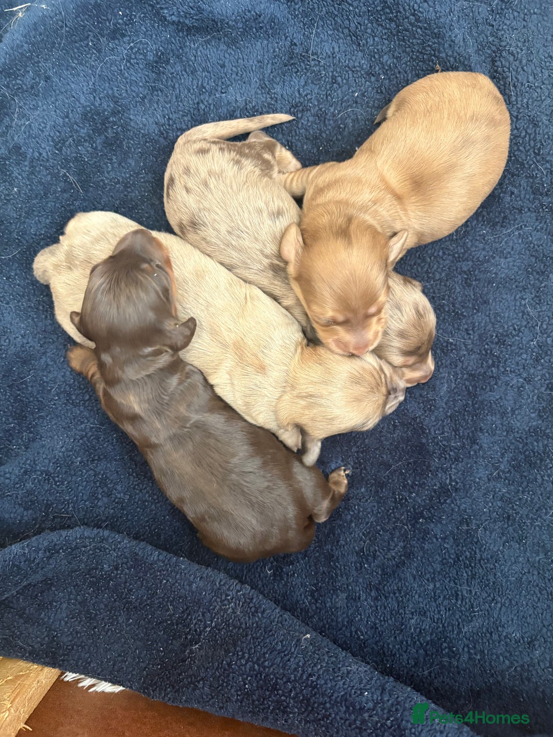 Dachshund dogs for sale: Miniature long haired dachshund pups KC registered - Image 4