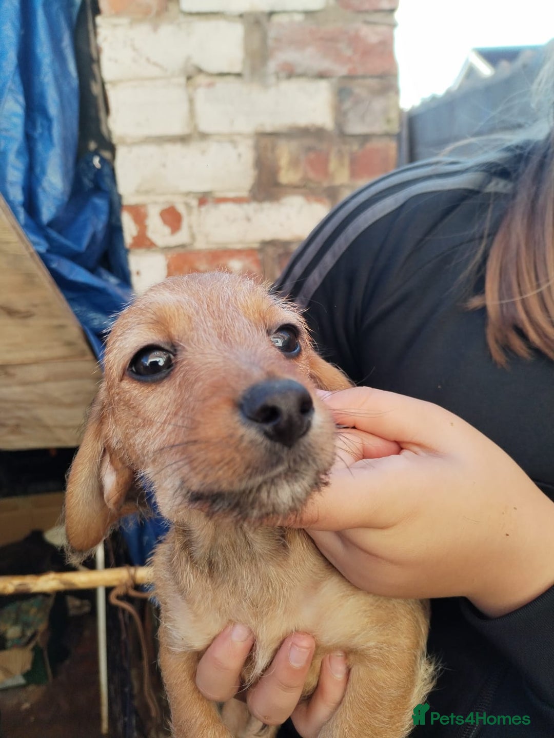 Mixed Breed dogs for sale: pups for sale - Image 1