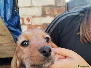 Mixed Breed dogs - Advert 2