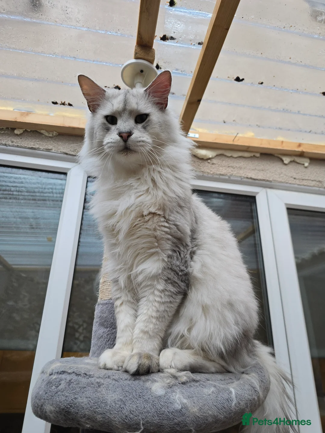 Maine Coon cats for stud: Black Shaded Maine Coon Large Imported in Hull - Advert 5