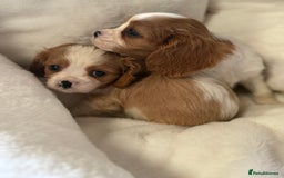 Cavalier King Charles Spaniel dogs for sale: King charles cavalier - Image 4