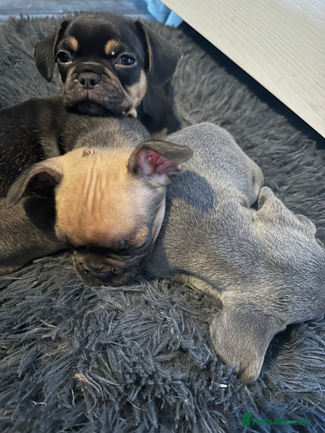Mixed Breed dogs for sale: French bulldog x King Charles cavalier - Image 2