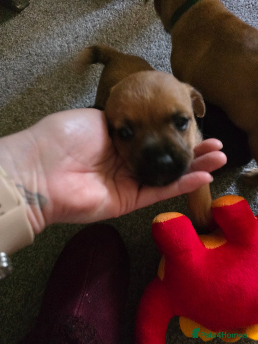 Mixed Breed dogs for sale: Patterdale x shitshu  - Image 3