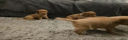 Cocker Spaniel dogs for sale: Cocker Spaniel Puppies - Advert 8