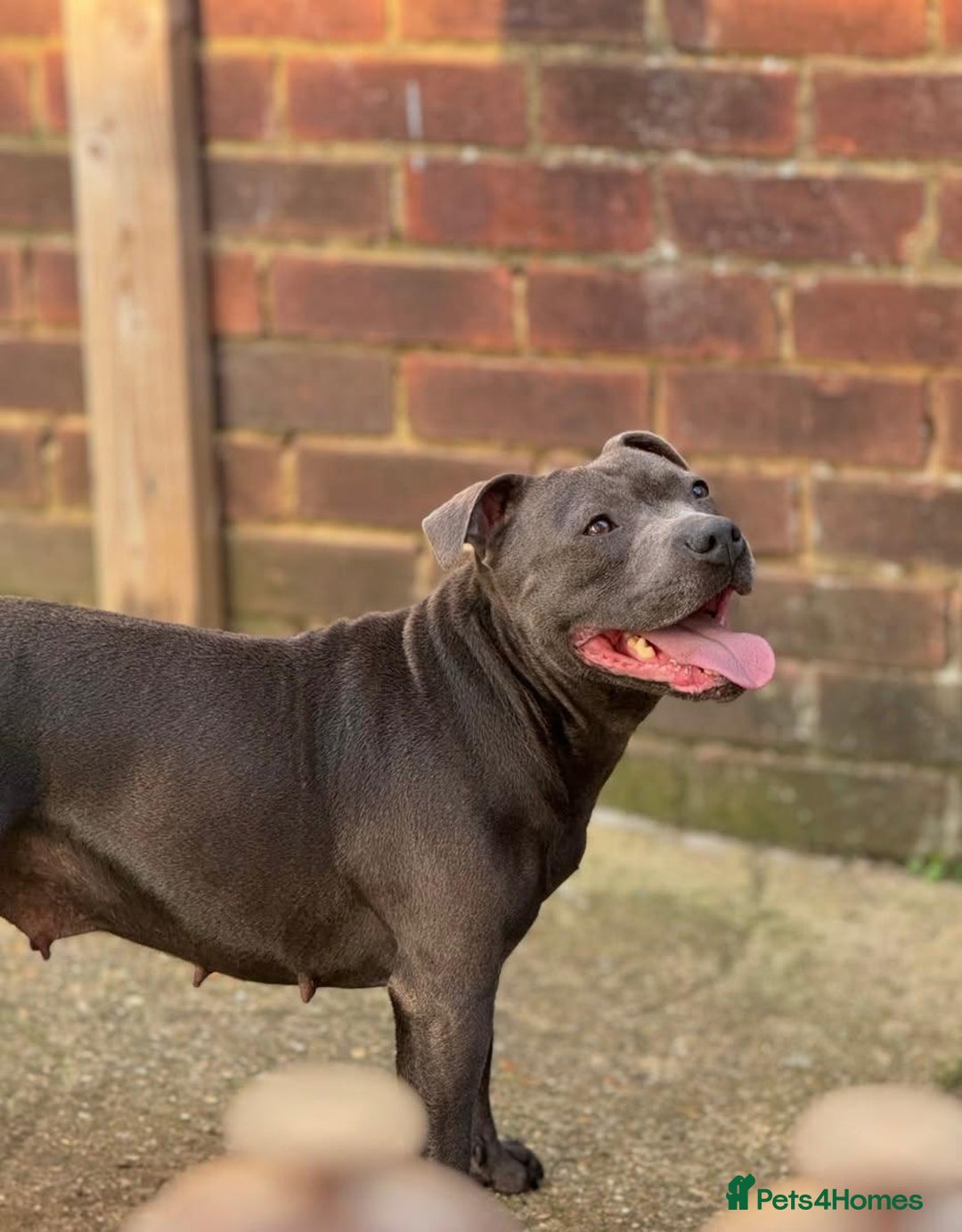 Staffordshire Bull Terrier dogs for sale: 6 Stunning Blue Staffordshire Bull Terrier pups 💙 - Advert 27