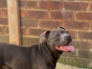 Staffordshire Bull Terrier dogs 2 boys left Blue Staffordshire Bull Terrier - Advert 1