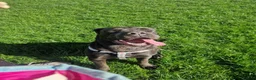 Cane Corso dogs for sale: REHOME cane corso - Advert 3
