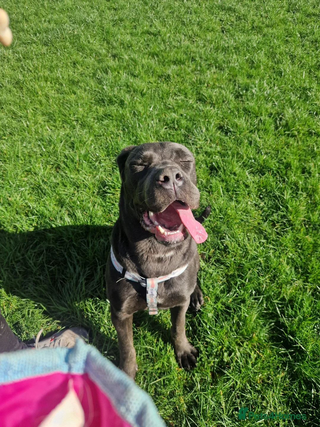 Cane Corso dogs for sale: REHOME cane corso - Advert 3