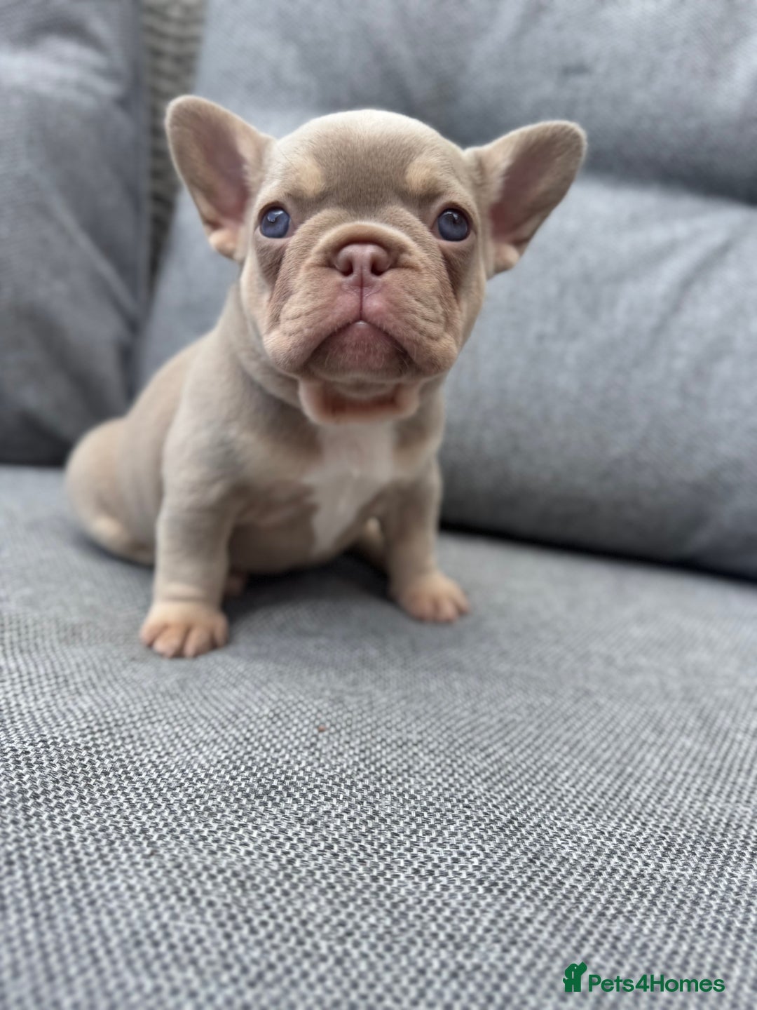 French Bulldog dogs for sale: French bulldog puppies health tested, ready  - Image 3