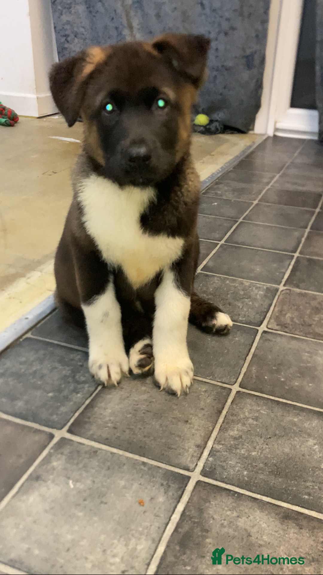 Akita dogs for sale: American Akita puppies - Advert 1
