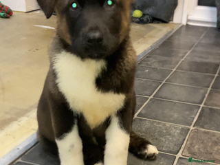 Akita dogs American Akita puppies - Advert 6