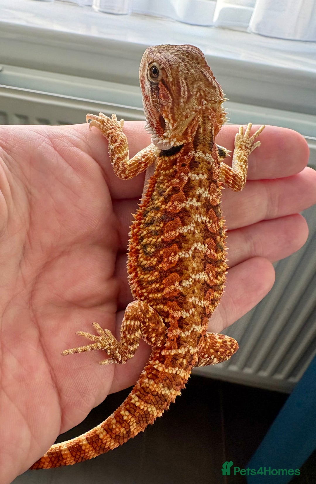 Bearded Dragon reptiles for sale: Young Dragon + Premium Setup *No Offers* Save £££ - Advert 6