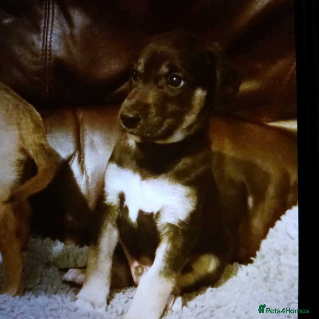 Lurcher dogs for sale: Bedlington whippet greyhound pups  - Advert 4