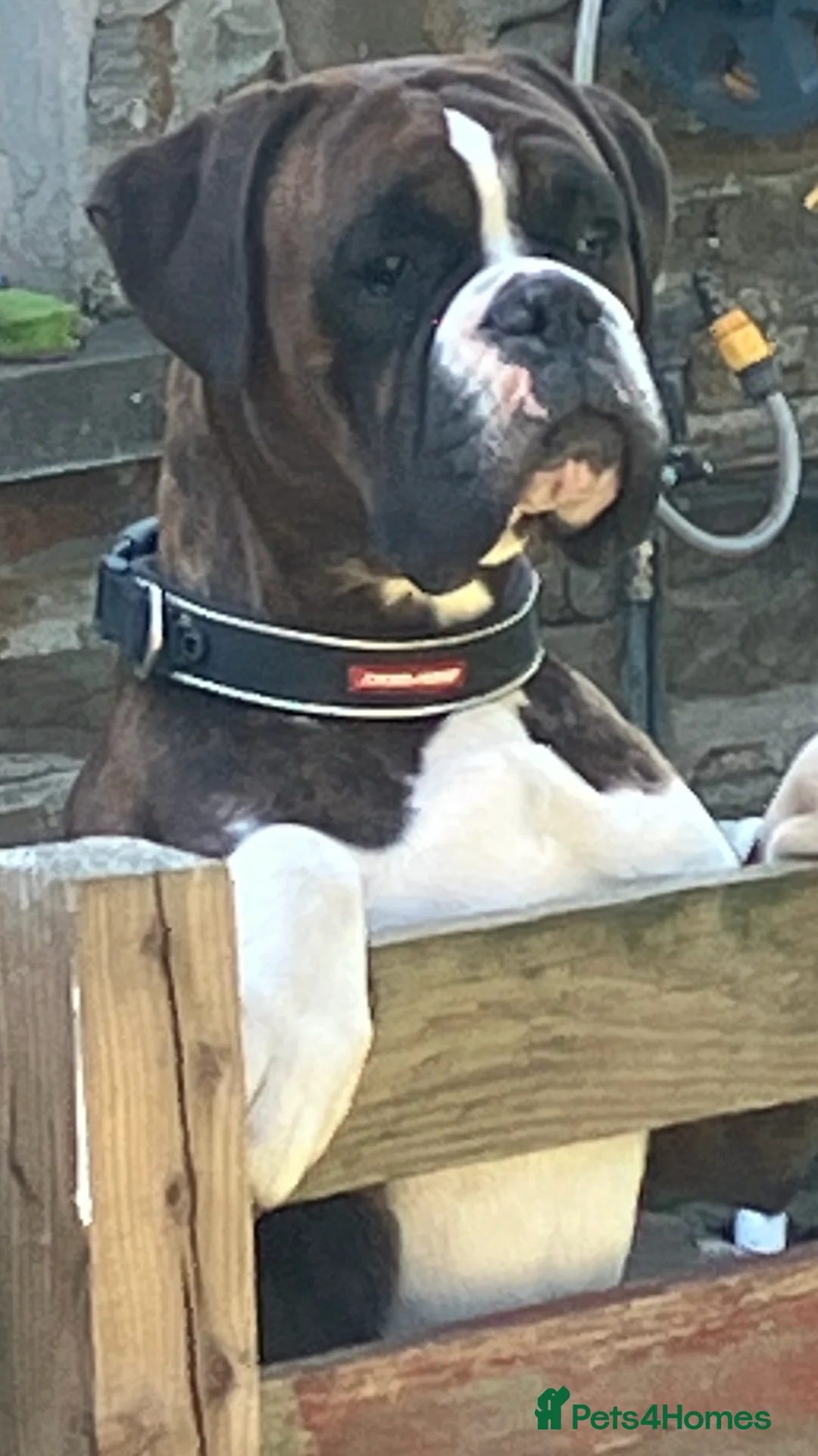 Boxer dogs for stud: Health tested proven boy for stud in Llanelli - Advert 6