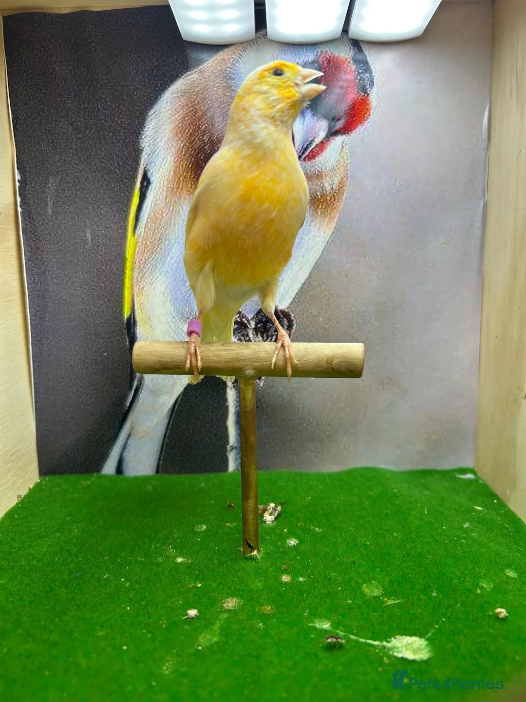 Canaries birds for sale: Male red dimorphic canaries  - Advert 2