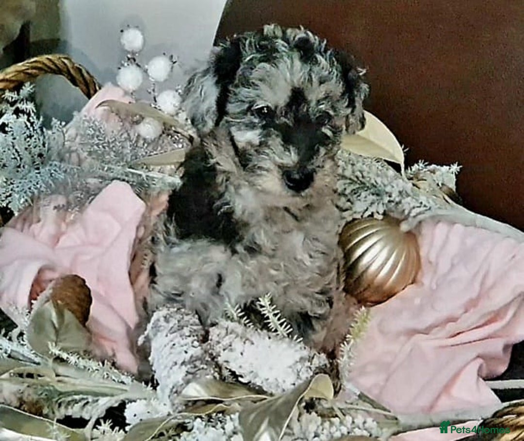 Mixed Breed dogs for sale: STUNNING FOODLE PUPPIES - Advert 16