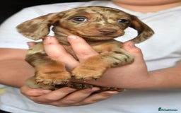 Dachshund dogs for sale: true miniature dachshund puppies ready now  - Image 23