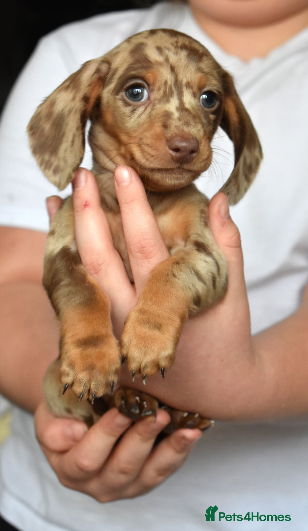 Dachshund dogs for sale: true miniature dachshund puppies ready now  - Image 23