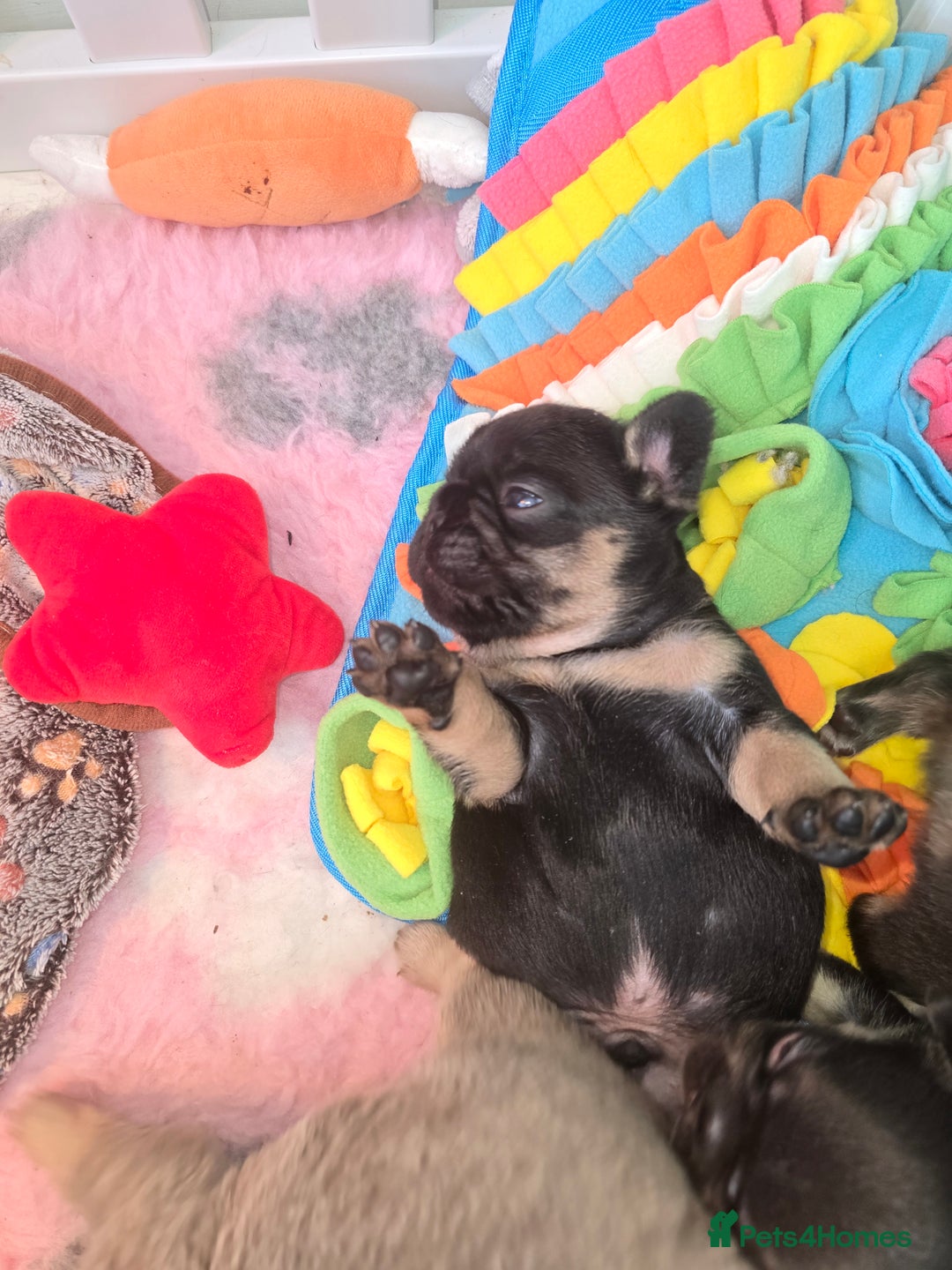 French Bulldog dogs for sale: ⭐️ QUALITY FRENCH BULLDOG PUPPIES ⭐️ - Image 4