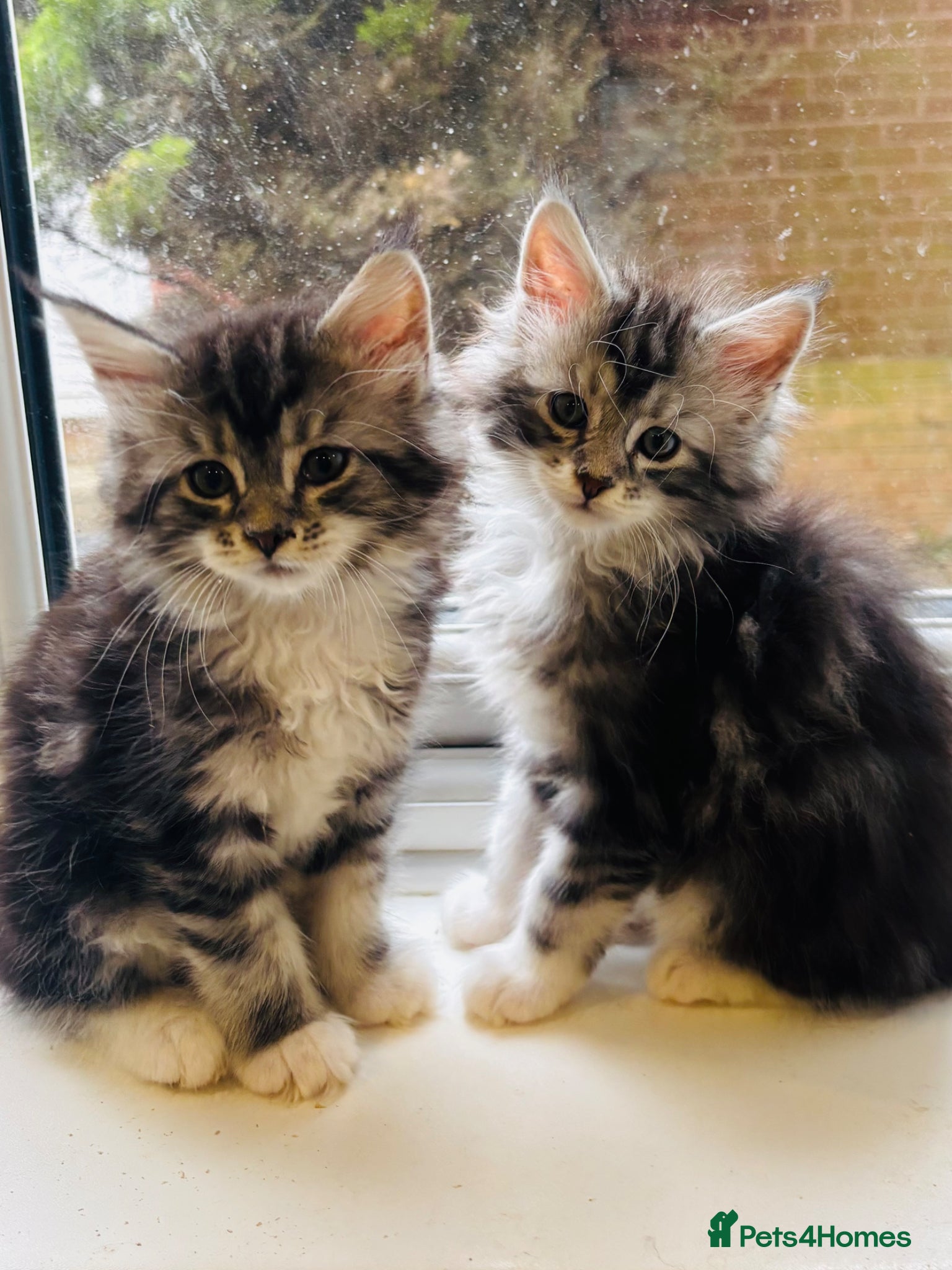 Maine Coon cats Beautiful chunky Maine Coon Kittens   - Advert 18