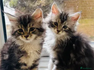 Maine Coon cats Beautiful chunky Maine Coon Kittens - Advert 18