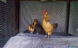 Chickens poultry for sale: female Barbu D'Anver Belgium Bantam chickens  - Image 3