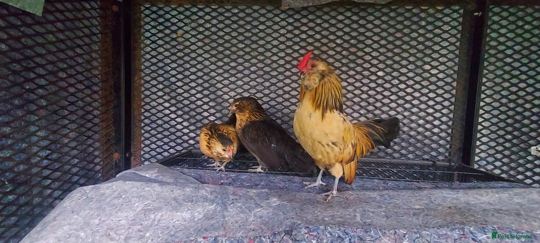 Chickens poultry for sale: female Barbu D'Anver Belgium Bantam chickens  - Image 3