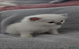 Ragdoll cats for sale: Ragdoll Kittens  - Image 4