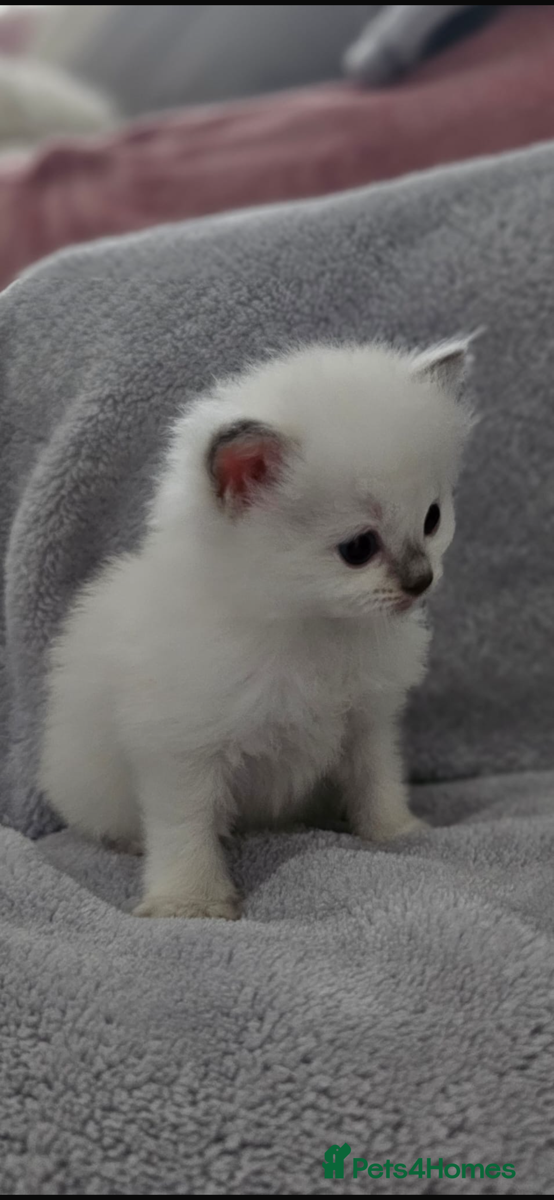 Ragdoll cats for sale: Ragdoll Kittens  - Image 4