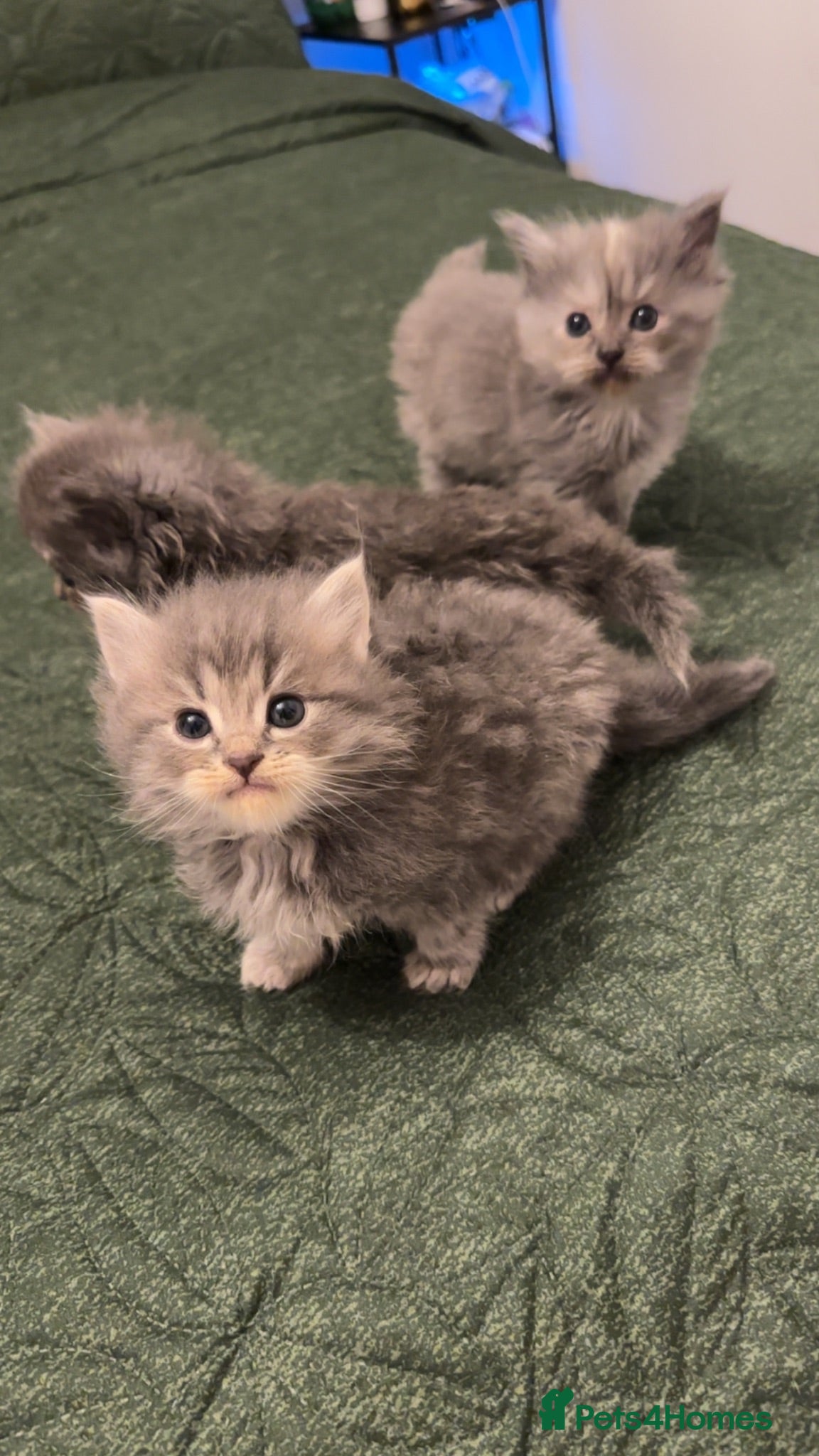 Mixed Breed cats Maincoon x Persian  - Advert 2