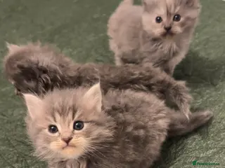 Mixed Breed cats Maincoon x Persian - Advert 2