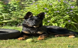 German Shepherd dogs for sale: MAXIMUS/ PEDIGREE GSD/ KENNEL CLUB REGISTERED/ - Image 2