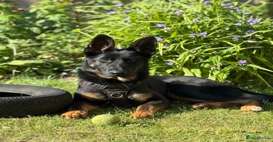 German Shepherd dogs - Advert 10